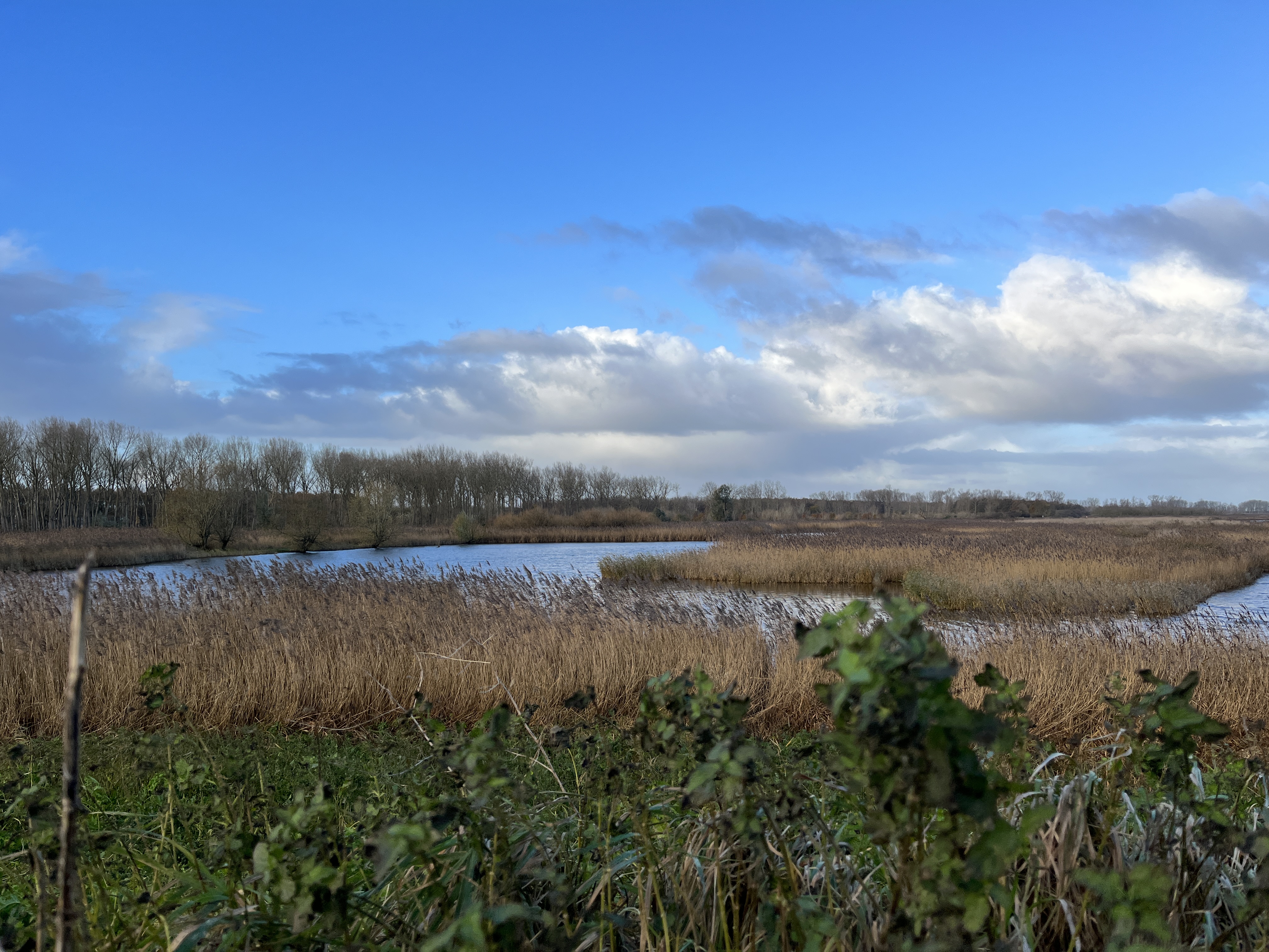 (Oostvaardersplas). Foto van Gerda van der Meer.
Onbekend